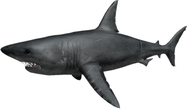 Shark Roblox Shark Bite Wiki Fandom - roblox shark bite drawing