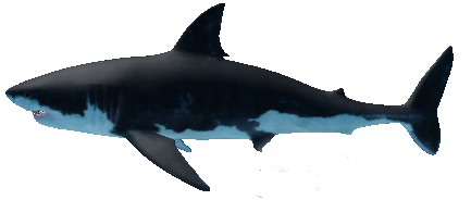 SharkBite, Roblox Wiki