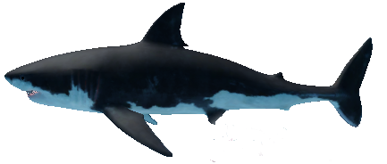 SharkBite, SharkBite Wiki