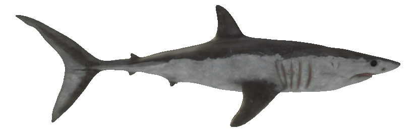 SharkBite, SharkBite Wiki