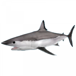 SharkBite, SharkBite Wiki