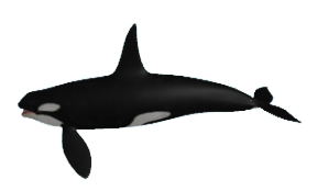 Killer Whale Orca, SharkBite Wiki