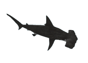 Great Hammerhead | SharkBite Wiki | Fandom