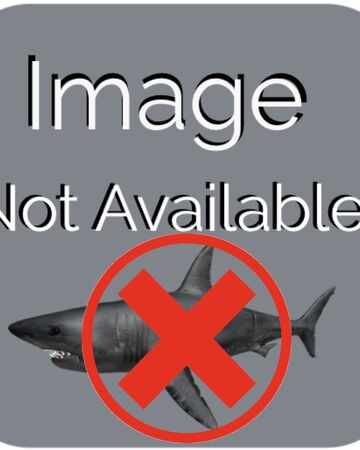 Sharks Roblox Shark Bite Wiki Fandom - roblox jaws game online
