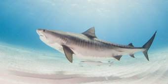 Upcoming Updates Roblox Shark Bite Wiki Fandom - using the new hammerhead shark roblox sharkbite youtube