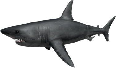 Great White Roblox Shark Bite Wiki Fandom - roblox shark bite sharks