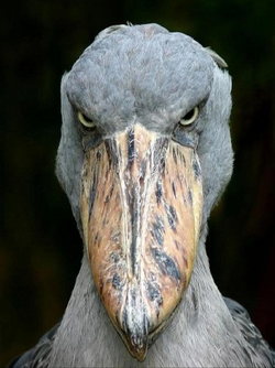 shoebill | Roblox Skittle's Nextbots Wiki | Fandom