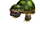 Crazy Turtle Friend