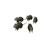 Rats