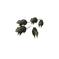 Catalog Flayed Rats Roblox Wikia Fandom - rat emblem roblox