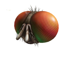 Freaky Fly Face | Roblox Wiki | Fandom