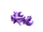Purple Queen of the Night