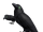 Dark Ravens