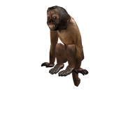 Dexter monkey