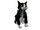 Tuxedo Cat