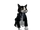 Catálogo:Tuxedo Cat