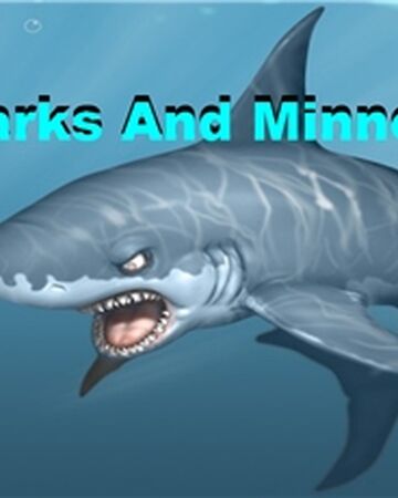 Community Tadcool Sharks And Minnows Roblox Wikia Fandom - name this game roblox shark