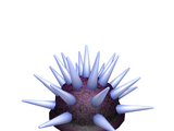 Catalog:Toxic Urchin