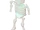 Skeleton
