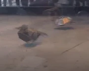 Both robots go flying after a hard collision.