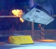 Mute boisterously attempts to self-right