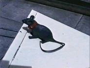 Verminator, the mascot always aboard Hard Cheese