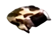 Official image of Mad Cow Bot