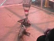 Dark Carrot Battle.jpg (6 KB) Dark Carrot in combat