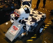 Mad Cow in the pits