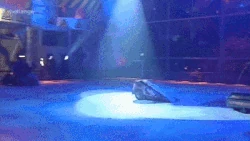 Gravity flips Dantomkia