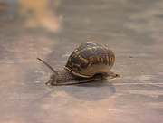 FBT Snail