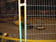 Steel Sandwich participates in a rumble with Behemoth, Iron Awe 2.1 and others