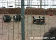 Daisy Chopper fighting Ivanhoe 2 at Sevenoaks in 1999