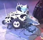 Mad Cow is carried around by Manta