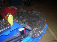 Fluffy feather.jpg (74 KB) Fluffy with its fur has been burnt off