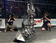 Snake poses during its arena demonstration