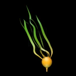 Kelp rocket boost icon