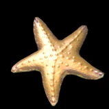 Starfish (Tier 12)