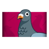 Pigeon