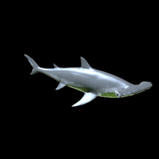 Hammerhead (Tier 12)