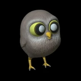 Little Owl