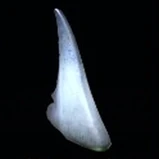 Shark Fin
