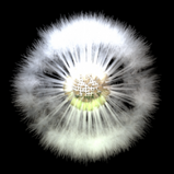 Dandelion Seed antenna icon