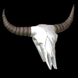Cow Skull