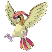 017Pidgeotto