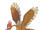 Fearow