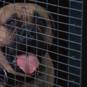 Butkus Rocky Wiki Fandom