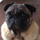 Toby The Pug