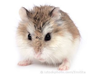 Roborovski dwarf hamster - Wikipedia