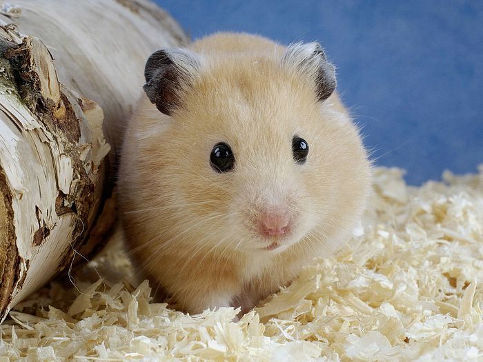 Golden hamster - Wikipedia
